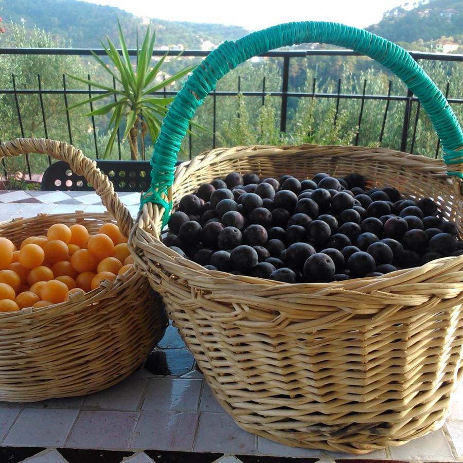 Вилла Agriturismo Oliva Azzurra Valeriano Lunense Экстерьер фото